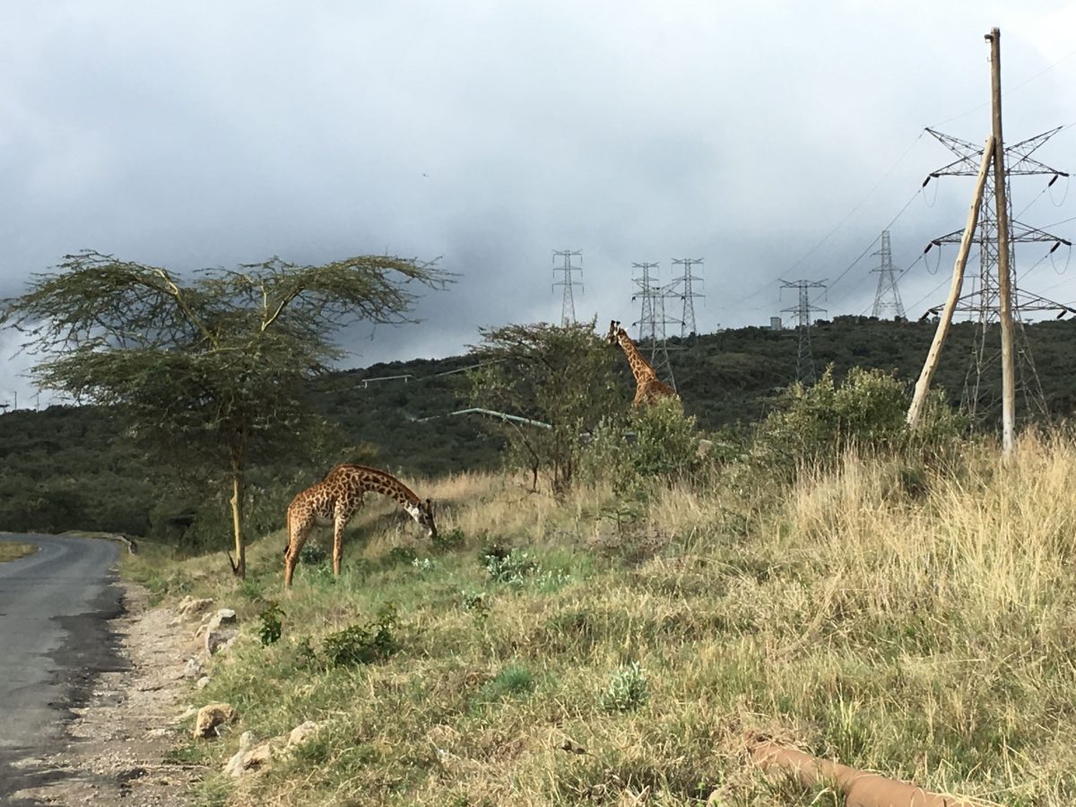 Geothermal Energy, Flower Plants, Wildlife & Disney in Naivasha
